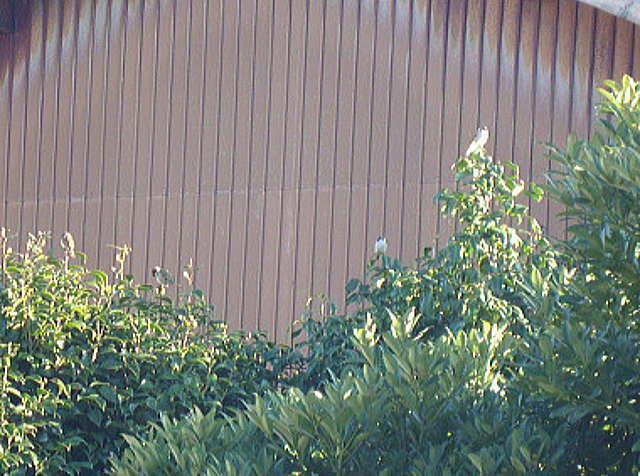 木にスズメが