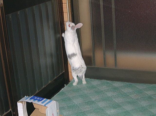 ももこのここを開けて～