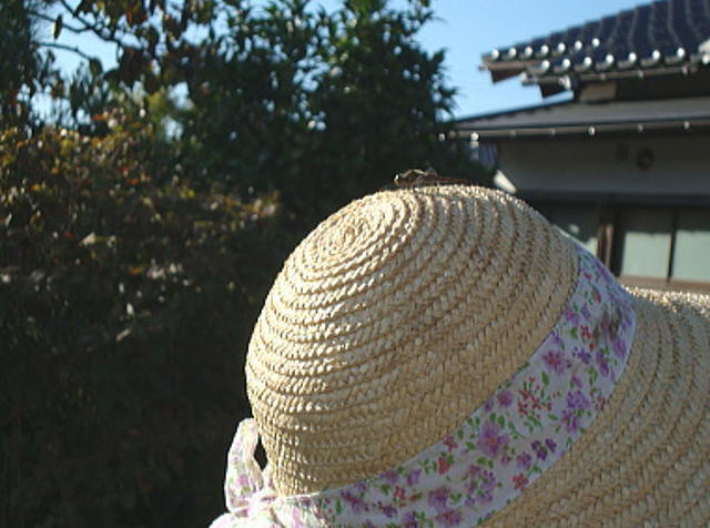 帽子にトンボが