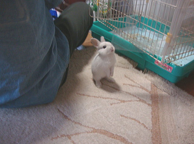 ももこのここはどこ