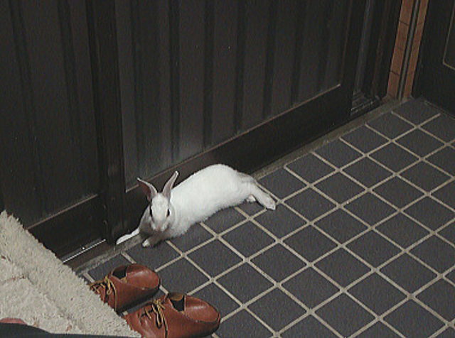 随分と大きくなったももこちゃん