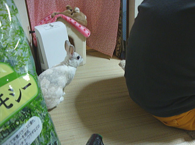 ももこの待機