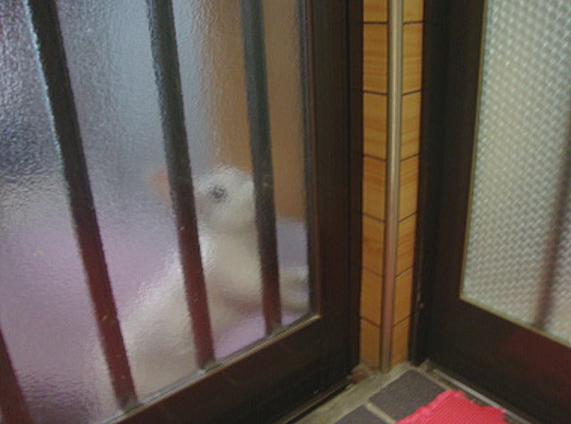 ももこのここ開けて～