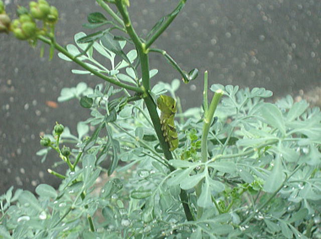 ハーブの茎に幼虫が