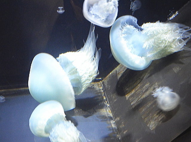 クラゲの水族館