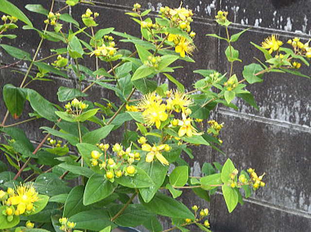 種から花が咲きました