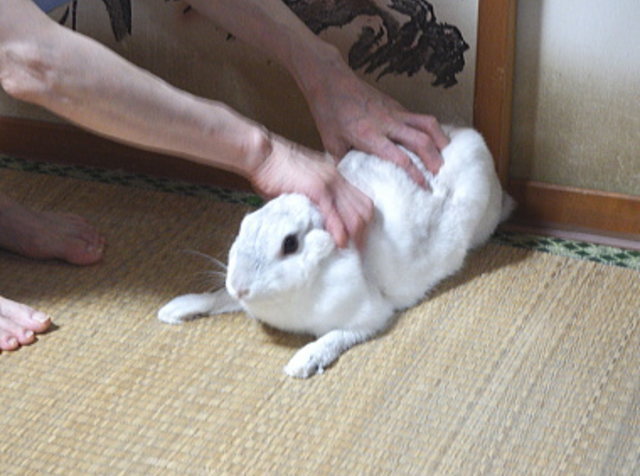 ウサギのももこ