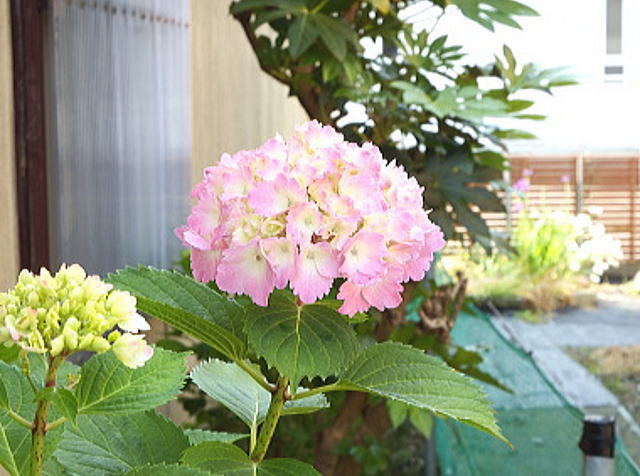 あじさいの花