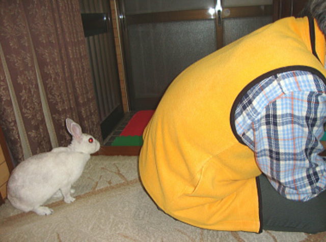 ももこが待っています