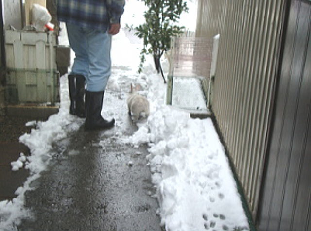 ももこちゃんのさんぽ