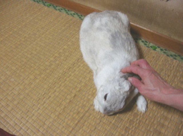 なでなでが大好きなうさちゃん