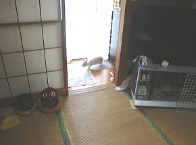 ももこちゃん縦横無尽