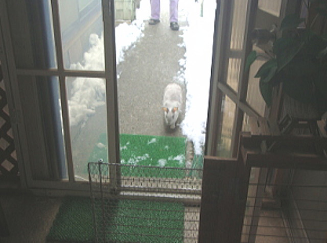 ももこちゃん散歩からお帰りです