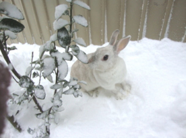 ももこちゃん散歩で雪遊び