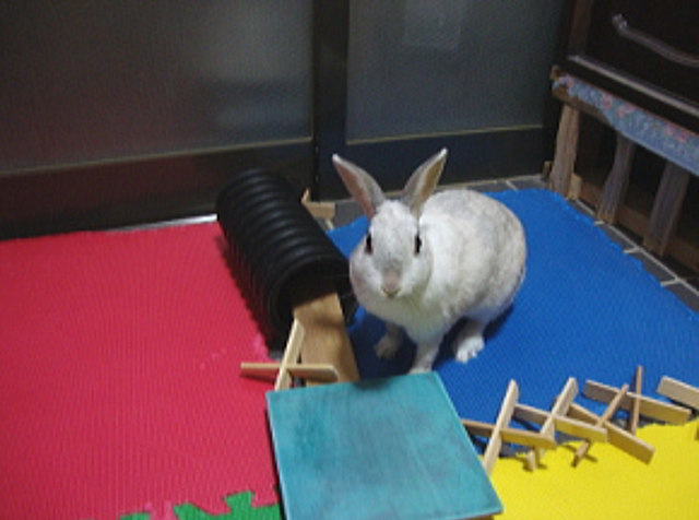 ももこちゃん遊びの時間