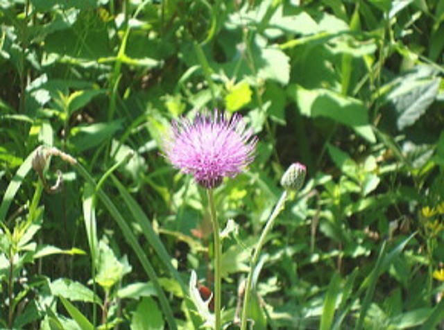 あざみの花