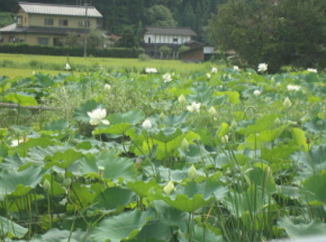 蓮の花