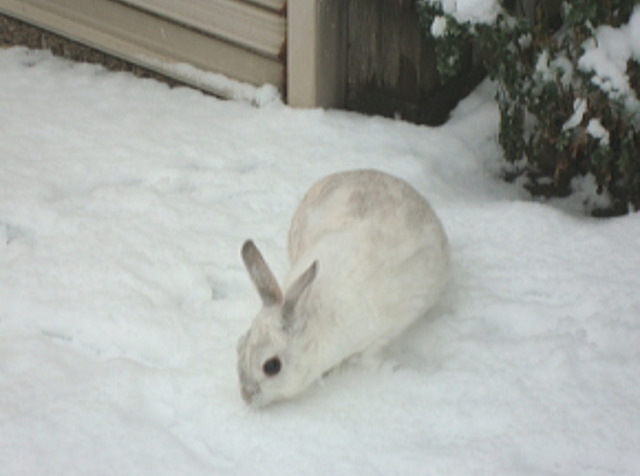 雪の中のももこ