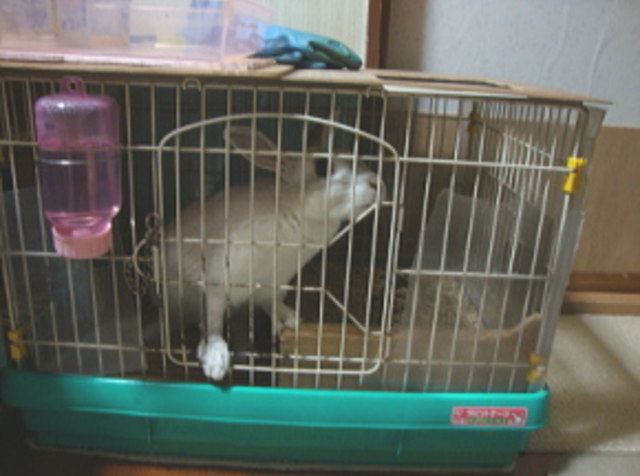 ももこは家の中