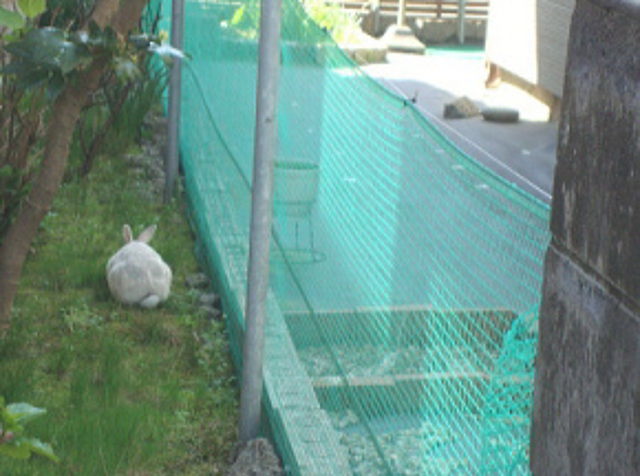 ももこの道草