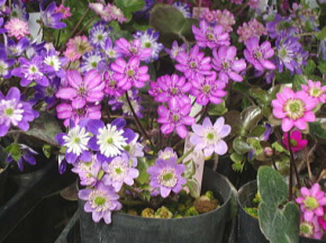 雪割草の花