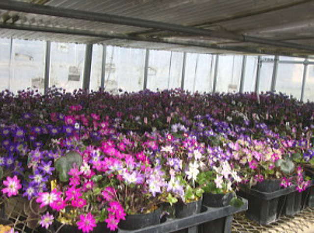 沢山の雪割草の花