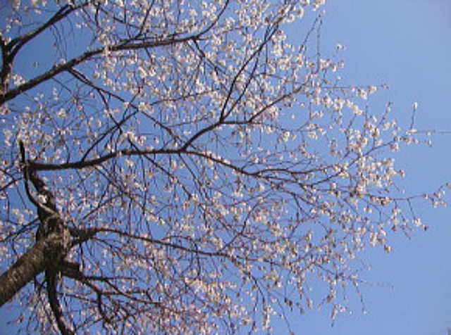 我が家の桜