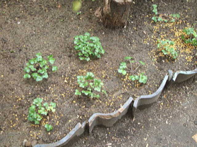 雪割草を地植え