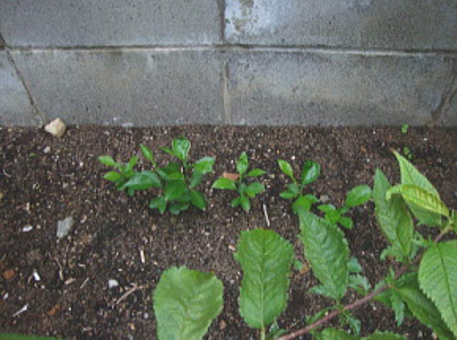 ミカンが発芽