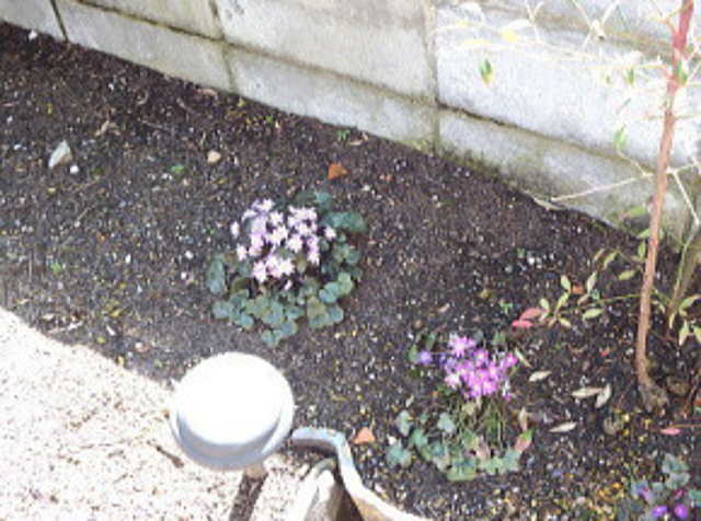 地植えの雪割草