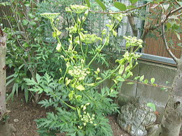 明日葉の花