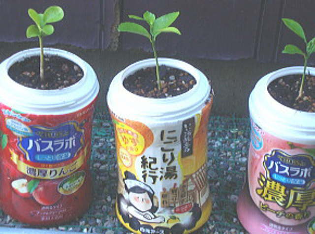 ミカンの苗木
