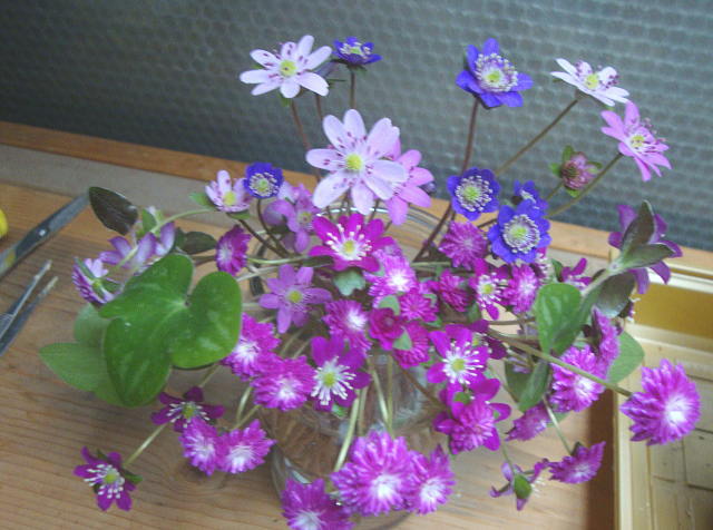 花瓶の雪割草