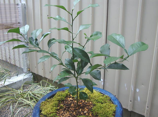 ミカンの木