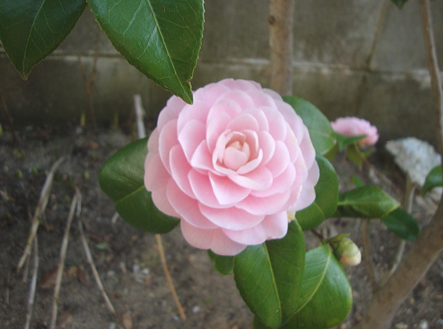 椿の花