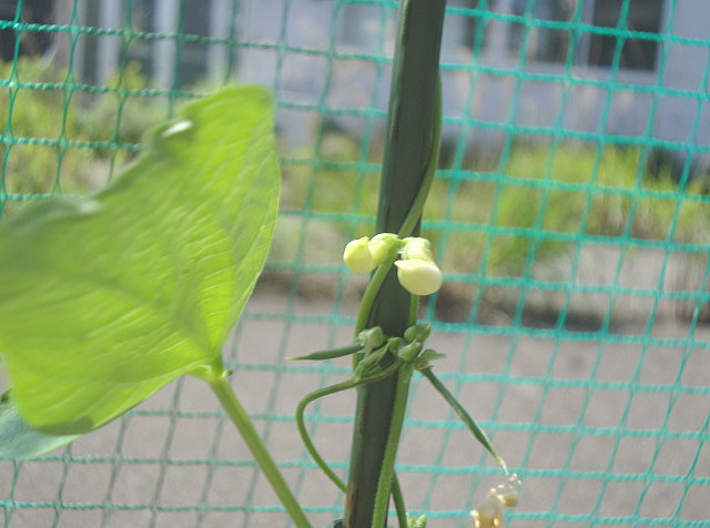 インゲン豆の花