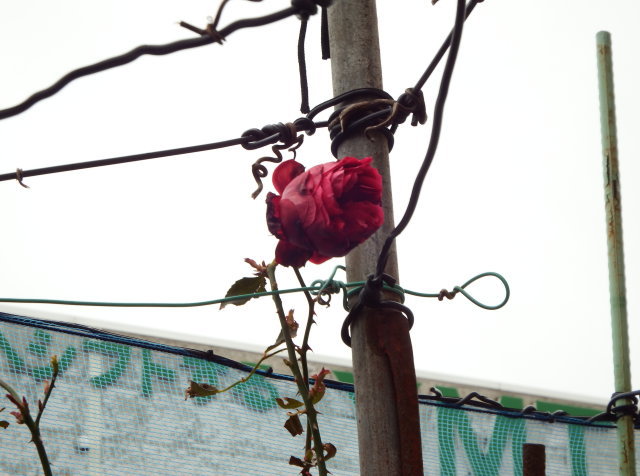 庭にバラの花が